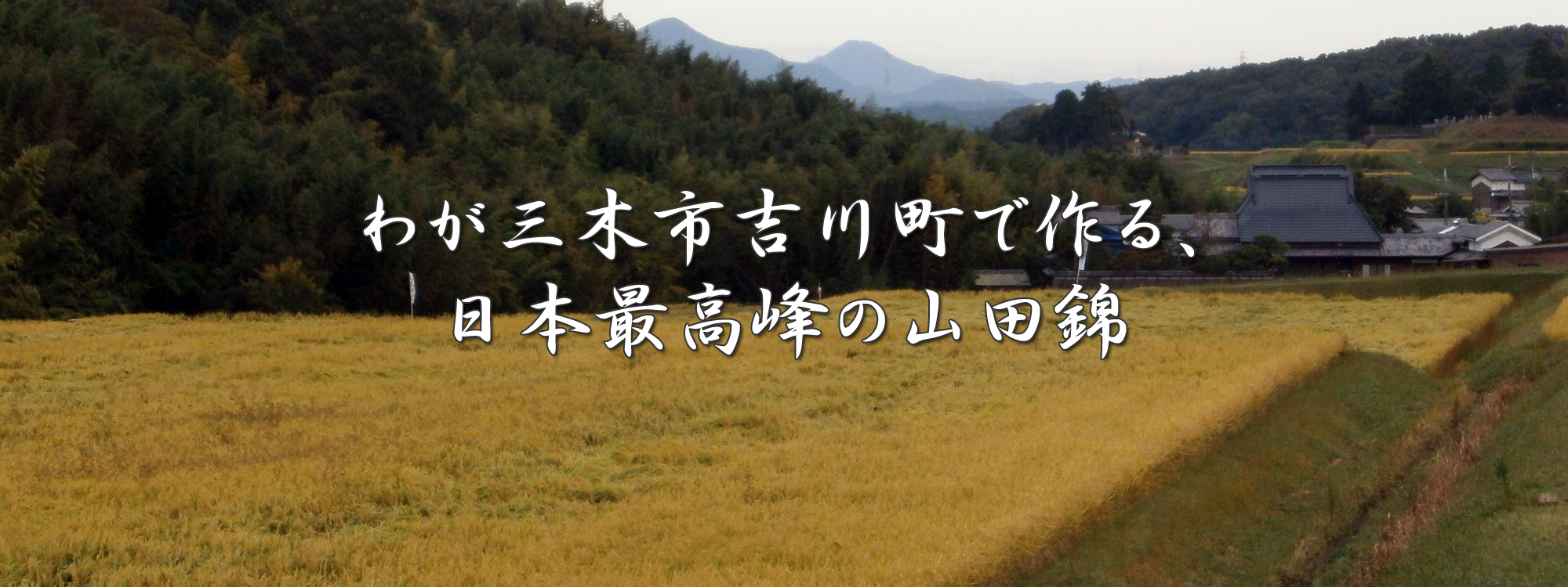 わが三木市吉川町で作る、日本最高峰の山田錦